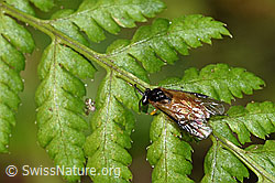 Athalia circularis (F218885)
