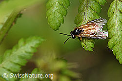 Athalia circularis (F218887)