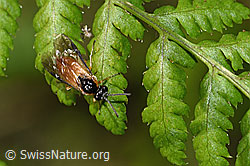 Athalia circularis (03.07.2022, F218888)