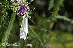 Grosser Kohlweissling (Pieris brassicae) an Sumpf-Kratzdistel (Cirsium palustre) (F218893)