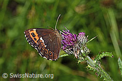 Weissbindiger Mohrenfalter (Erebia ligea) auf Sumpf-Kratzdistel (Cirsium palustre) (F218899)