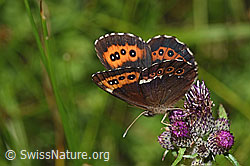 Weissbindiger Mohrenfalter (Erebia ligea) auf Sumpf-Kratzdistel (Cirsium palustre) (F218903)