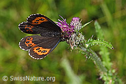 Weissbindiger Mohrenfalter (Erebia ligea) auf Sumpf-Kratzdistel (Cirsium palustre) (F218904)
