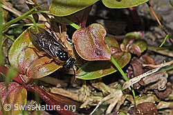 Monostegia abdominalis (Echte Blattwespe) (F218907) Monostegia abdominalis (Echte Blattwespe) (F218907)
