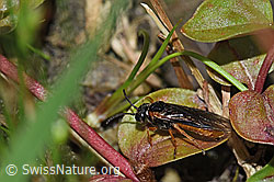 Monostegia abdominalis (Echte Blattwespe) (F218911) Monostegia abdominalis (Echte Blattwespe) (F218911)