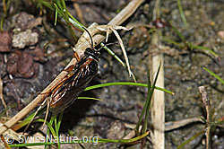 Monostegia abdominalis (Echte Blattwespe) (F218915) Monostegia abdominalis (Echte Blattwespe) (F218915)