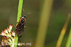 Monostegia abdominalis (Echte Blattwespe) (F218919) Monostegia abdominalis (Echte Blattwespe) (F218919)