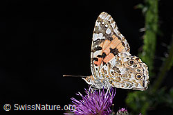 Sumpf-Kratzdistel (Cirsium palustre)