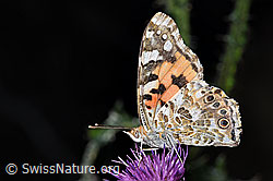 Distelfalter (Vanessa cardui) auf Sumpf-Kratzdistel (Cirsium palustre) (F218935)