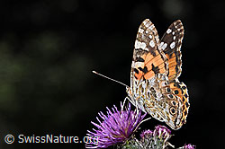 Distelfalter (Vanessa cardui) auf Sumpf-Kratzdistel (Cirsium palustre) (F218936)