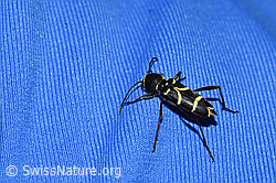Schmalfühleriger Widderbock (Clytus lama) (F218939)