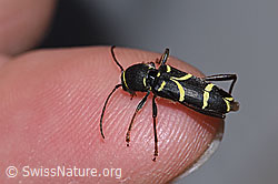 Schmalfühleriger Widderbock (Clytus lama) (F218940)