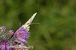 Zitronenfalter (Gonepteryx rhamni) an Sumpf-Kratzdistel (Cirsium palustre) (F218943)