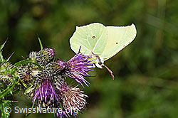 Zitronenfalter (Gonepteryx rhamni) an Sumpf-Kratzdistel (Cirsium palustre) (F218944)