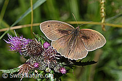 Sumpf-Kratzdistel (Cirsium palustre)