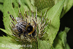 C-Falter (Polygonia c-album) an Kohldistel (Cirsium oleraceum)