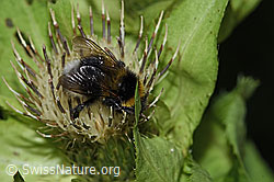 Hellgelbe Erdhummel (Bombus lucorum) auf Kohldistel (Cirsium oleraceum) (F218970)
