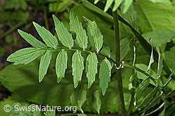Gebräuchlicher Baldrian (Valeriana officinalis) (F218991)