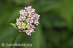 Gebräuchlicher Baldrian (Valeriana officinalis) (F218992)