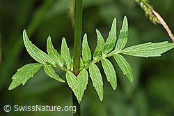 Gebräuchlicher Baldrian (Valeriana officinalis) (F218993)