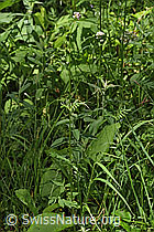 Gebräuchlicher Baldrian (Valeriana officinalis) (F218996)