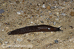 F219006: Spanische Wegschnecke (Arion vulgaris)