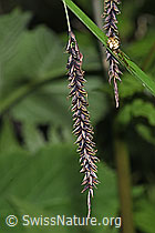 F219018: Schlaffe Segge (Carex flacca)
