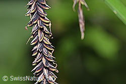 F219019: Schlaffe Segge (Carex flacca)