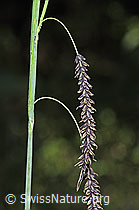 F219020: Schlaffe Segge (Carex flacca)
