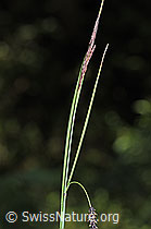 F219021: Schlaffe Segge (Carex flacca)