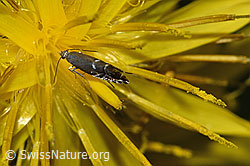 Glyphipterix simpliciella (F219047)