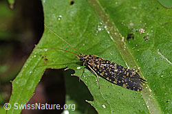 Köcherfliege (Trichoptera) (F219065)