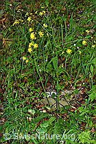 Sumpf-Pippau (Crepis paludosa) (F219073)