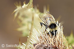 Berghummel (Bombus mesomelas)<br/>Alpen-Kratzdistel (Cirsium spinosissimum)