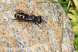 Crabro alpinus (Grabwespe) (F224577)