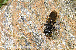 Crabro alpinus (Grabwespe) (F224579)