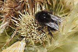 Bergwaldhummel (Bombus wurflenii)<br/>Alpen-Kratzdistel (Cirsium spinosissimum)