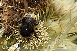 Bergwald-Hummel (Bombus wurflenii) auf Alpen-Kratzdistel (Cirsium spinosissimum) (F224583)