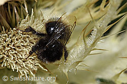 Bergwald-Hummel (Bombus wurflenii) auf Alpen-Kratzdistel (Cirsium spinosissimum) (F224587)