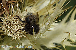 Bergwald-Hummel (Bombus wurflenii) auf Alpen-Kratzdistel (Cirsium spinosissimum) (F224588)