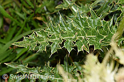 Alpen-Kratzdistel (Cirsium spinosissimum) (F224592)