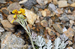 Graues Greiskraut (Senecio incanus) (F224603)