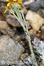 Graues Greiskraut (Senecio incanus) (F224607)