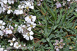 Kriechendes Gipskraut (Gypsophila repens) (F224611)
