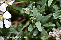 Kriechendes Gipskraut (Gypsophila repens) (F224614)