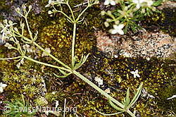 F224642: Ungleichblättriges Labkraut (Galium anisophyllon)