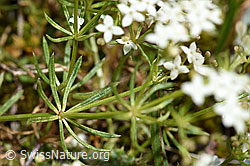 Ungleichblättriges Labkraut (Galium anisophyllon) (21.07.2022, F224643)