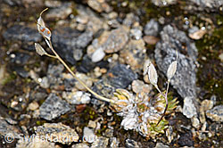 Moosartiger Steinbrech (Saxifraga bryoides) (21.07.2022, F224646)