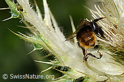 Bergwald-Hummel (Bombus wurflenii) auf Alpen-Kratzdistel (Cirsium spinosissimum) (F224657)