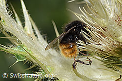 Bergwald-Hummel (Bombus wurflenii) auf Alpen-Kratzdistel (Cirsium spinosissimum) (F224658)